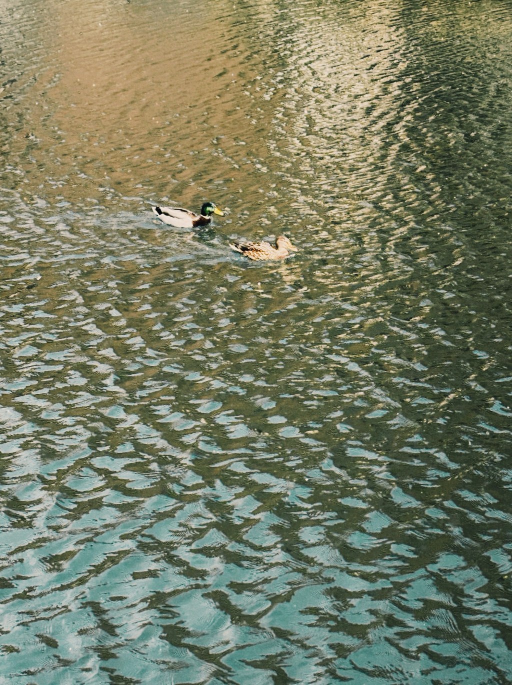 ある日、運河にて